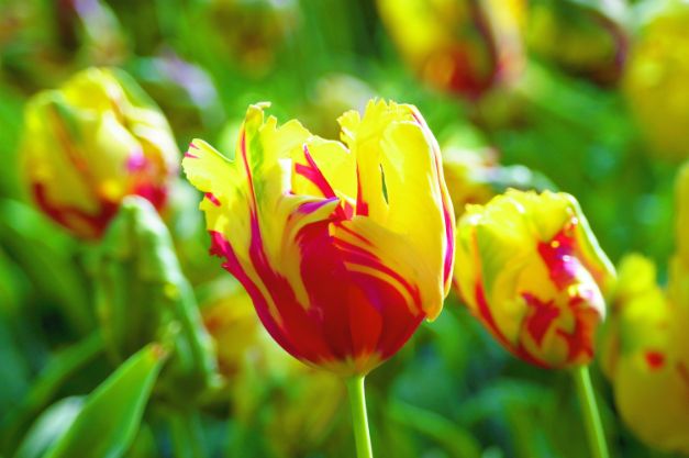 Tulp Texas Flame