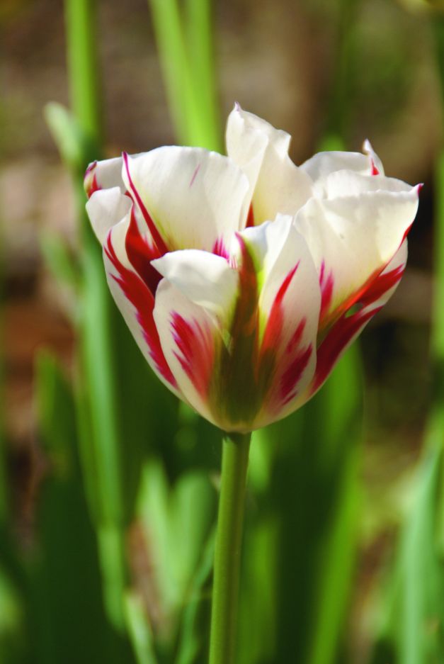 Tulp Flamming Springgreen