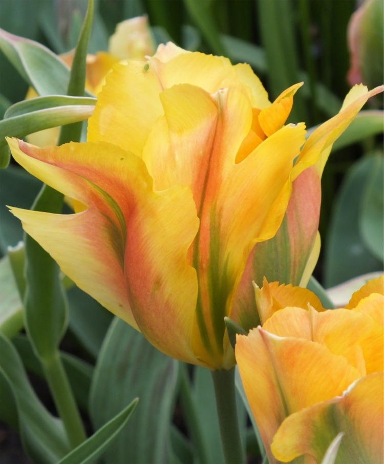 Tulp Virchic