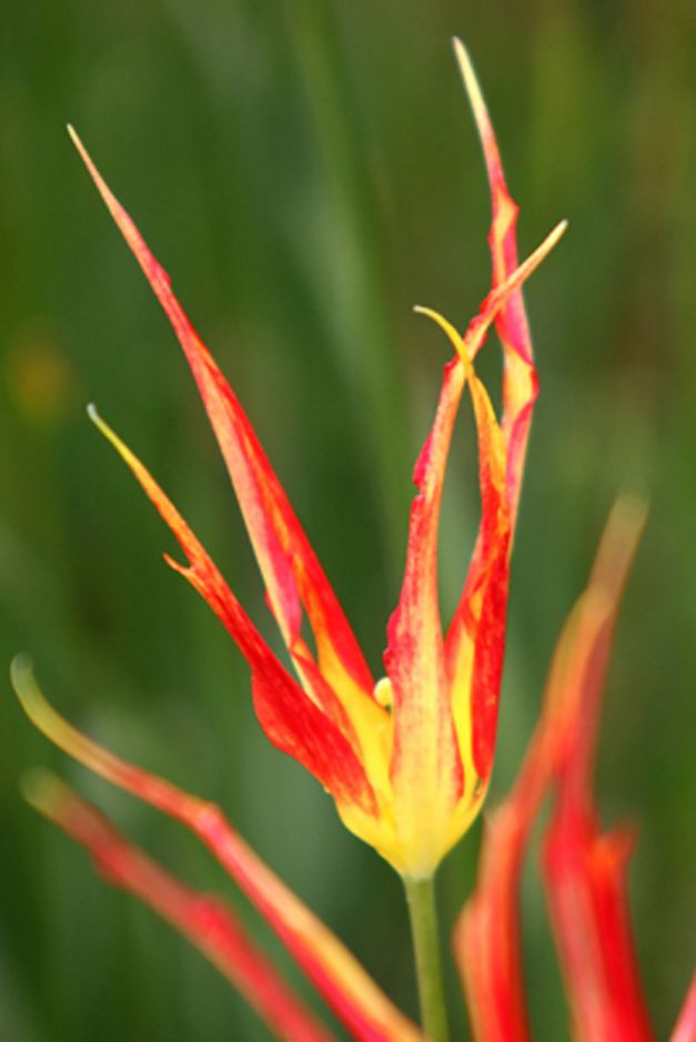 Tulp Acuminata Cornuta Stenopetale