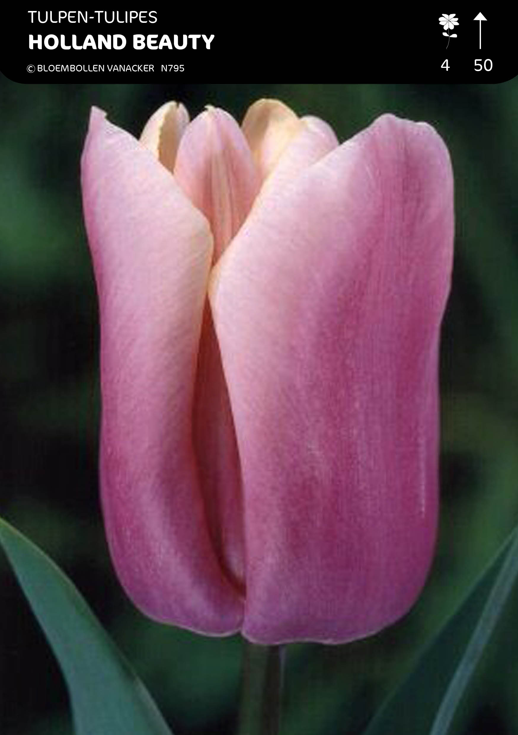 Tulpen Holland Beauty