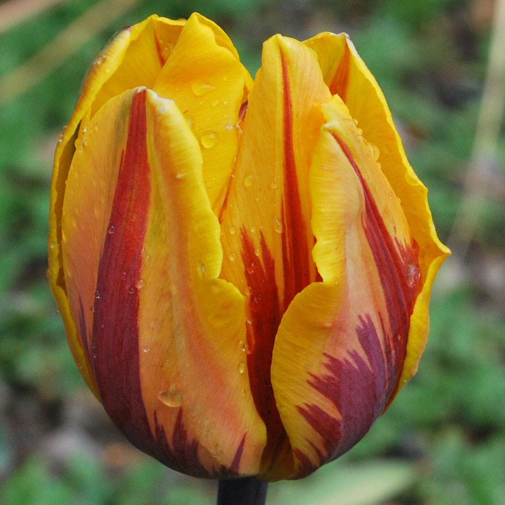 Tulp Princess Margriet