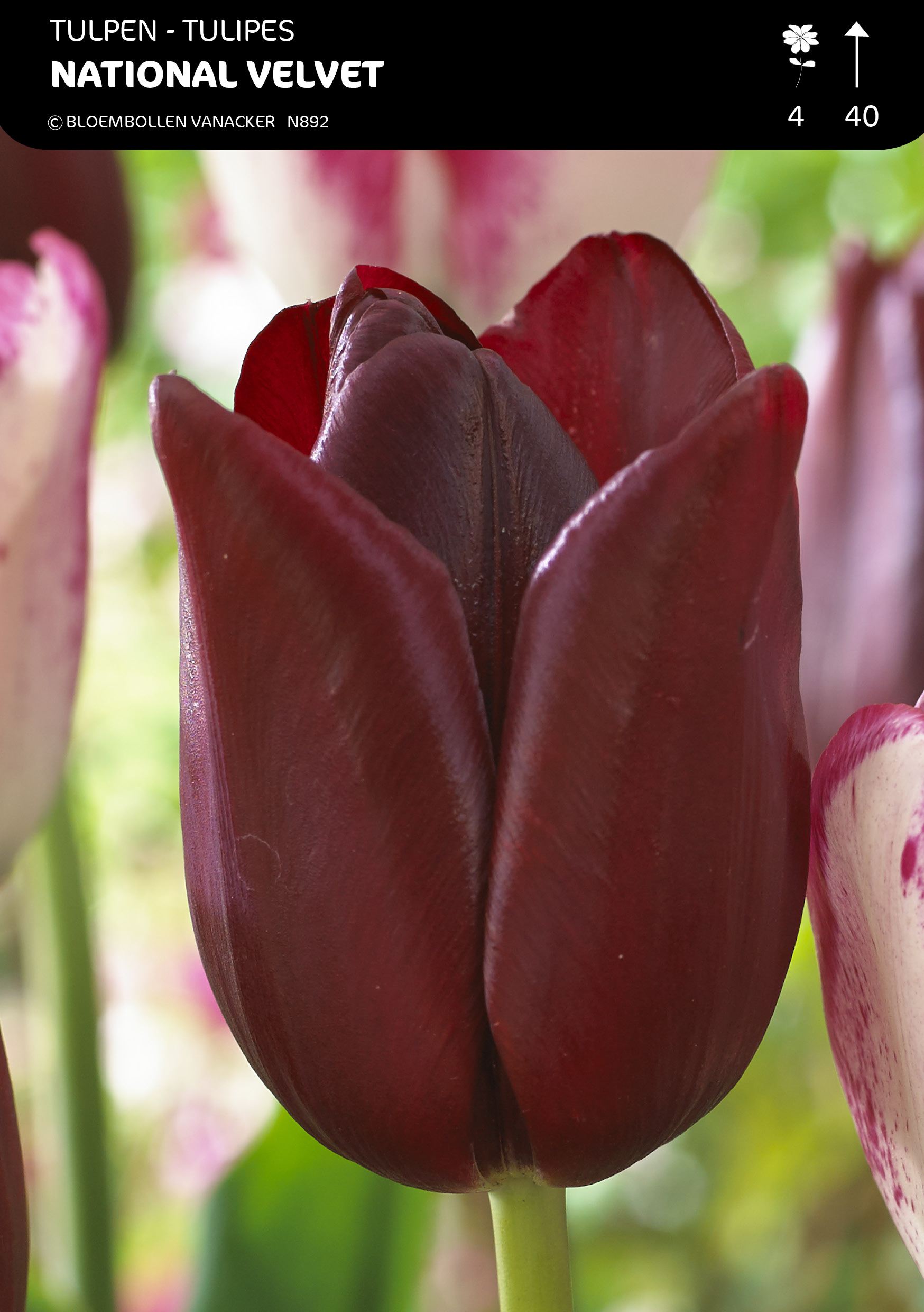Tulpen National Velvet