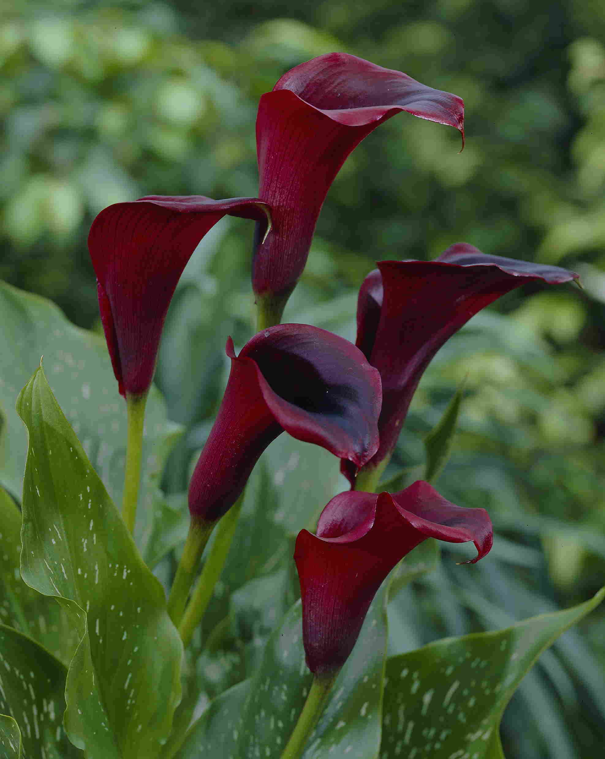 Schwarzwalder - zwart