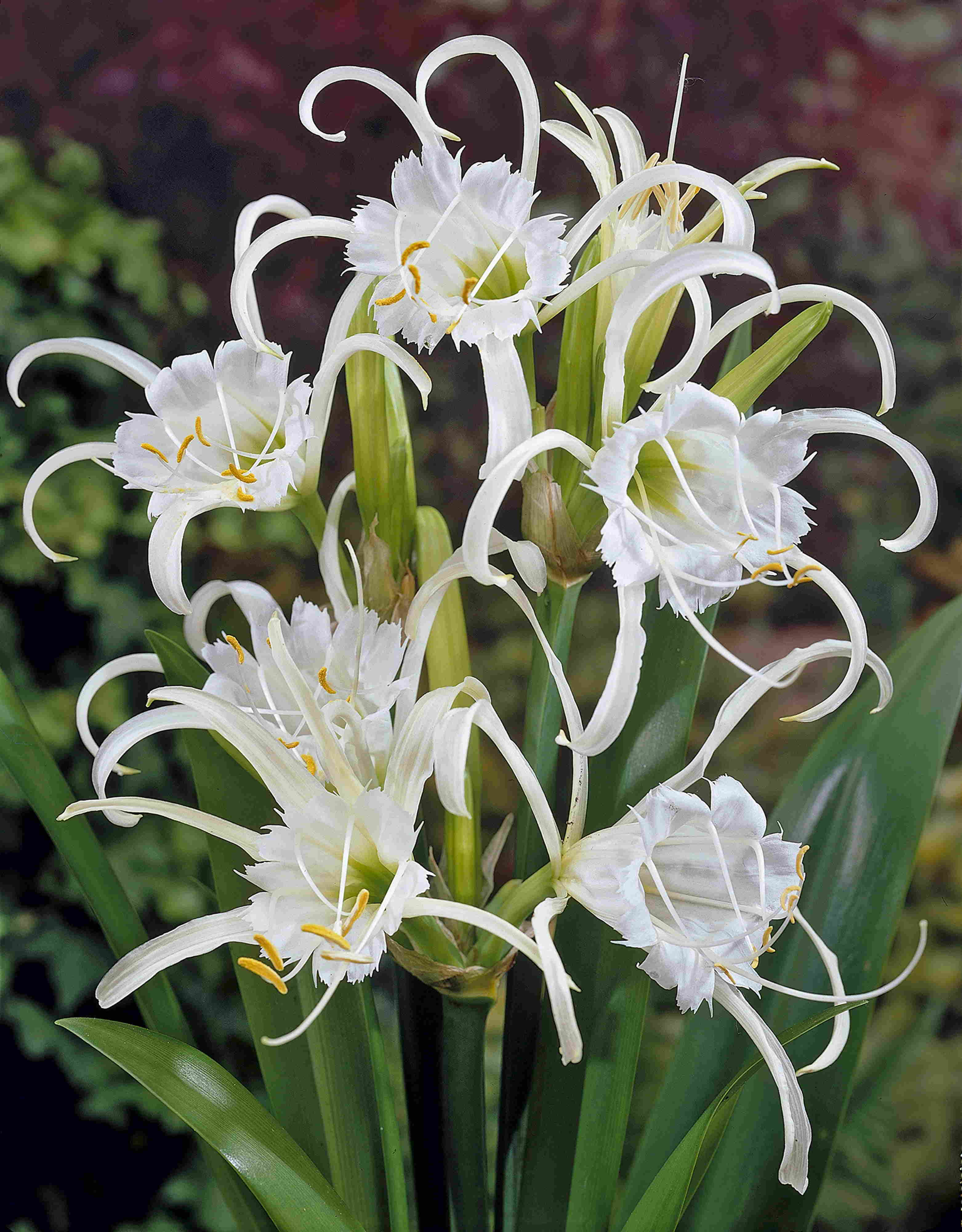Ismene Festallis (Hymenocallis)