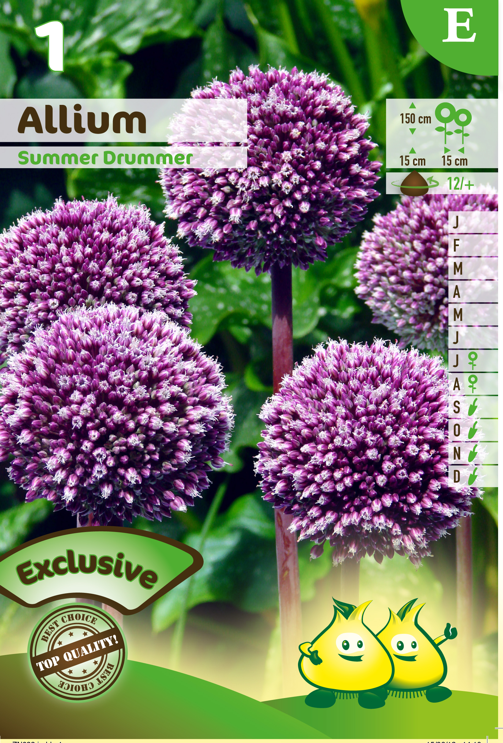 SACHET ALLIUM SUMMER DRUMMER F