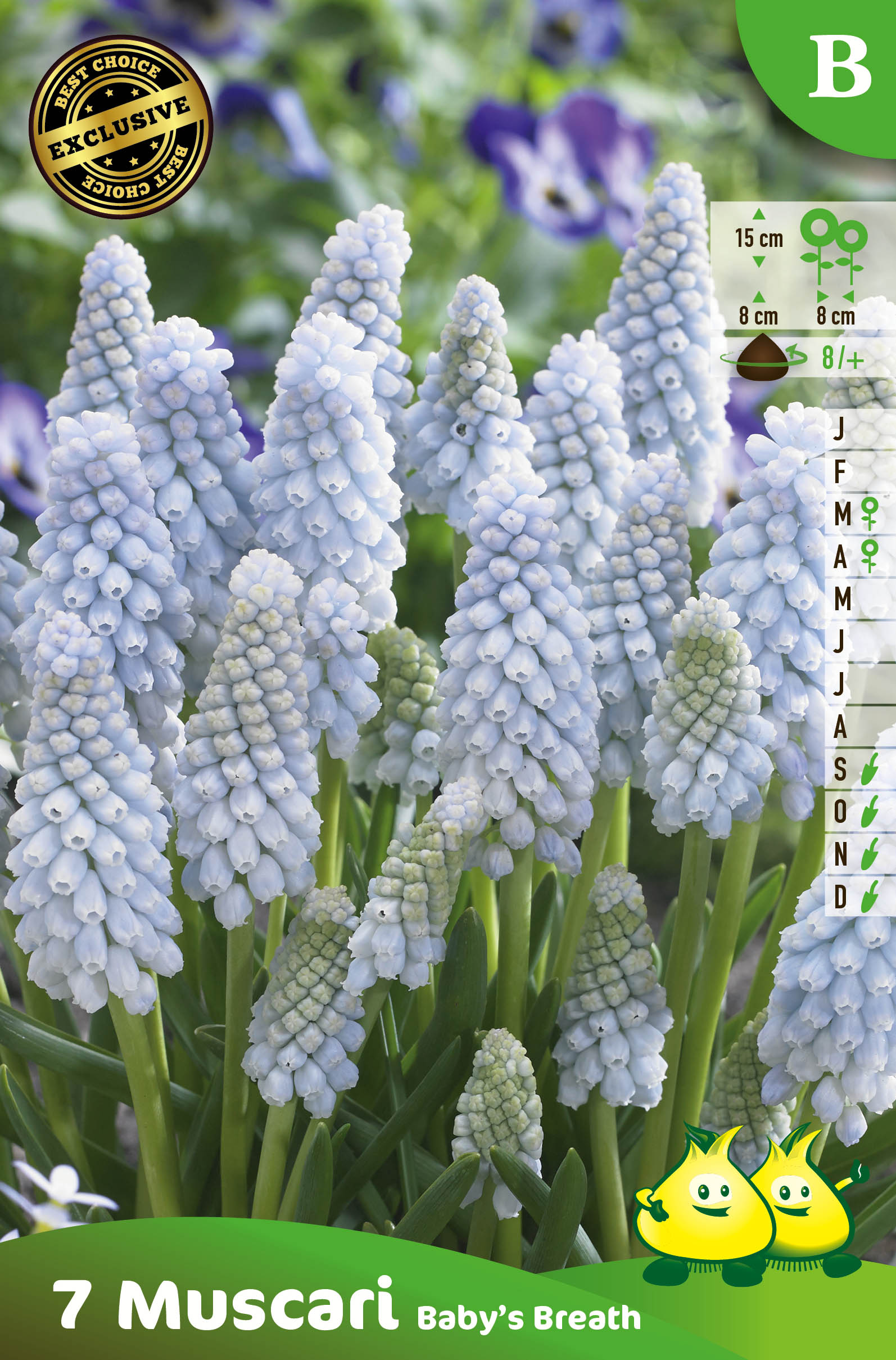 ZAKJES MUSCARI BABY BREATH B