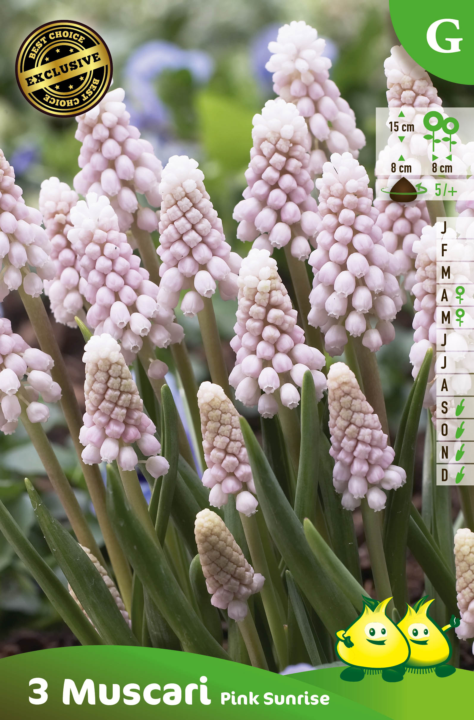 ZAKJES MUSCARI PINK SUNRISE G