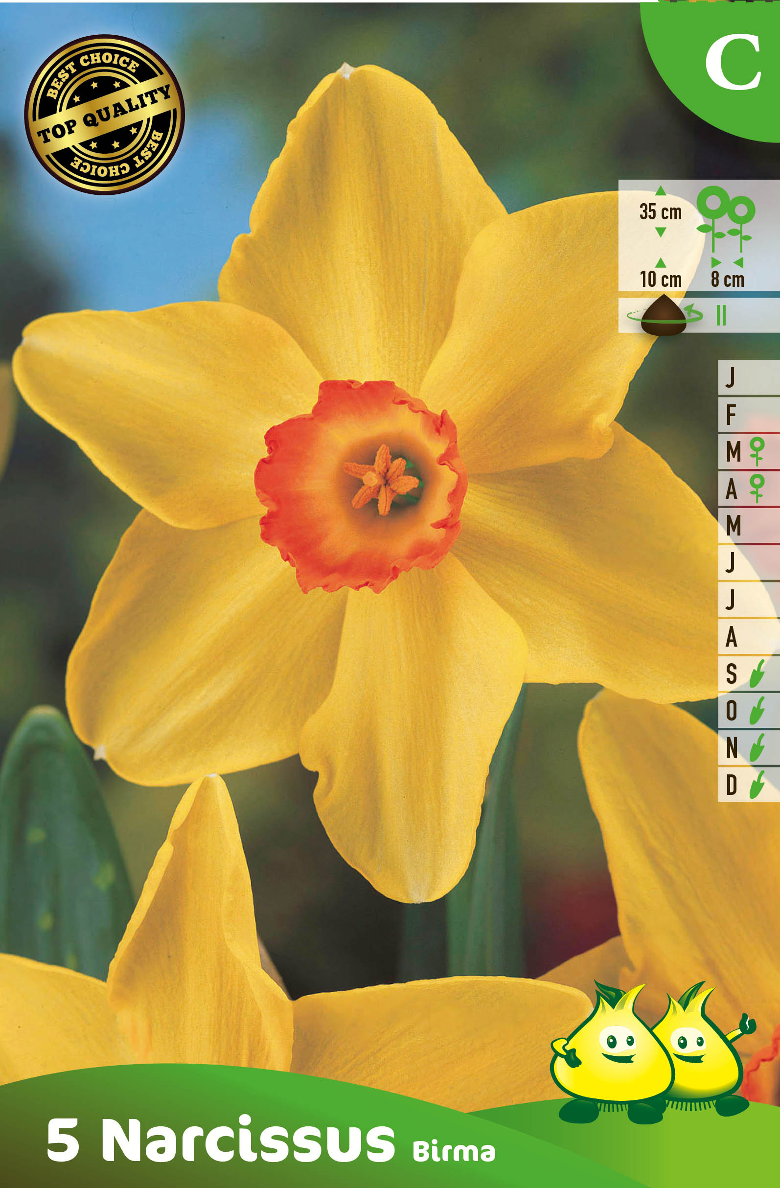 ZAKJES NARCIS ALTRUIST - BIRMA C