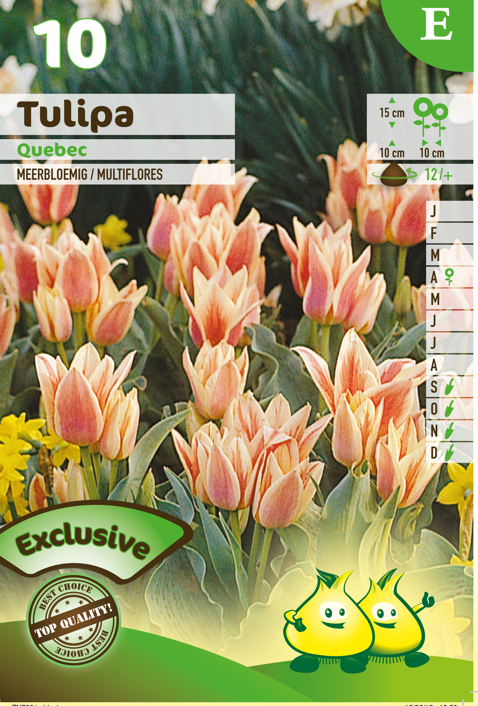 SACHET TULIPES BOUQUET QUEBEC E