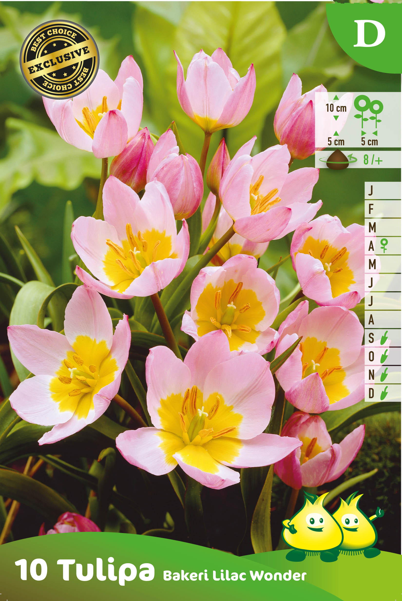 SACHET TULIPA LILAC WONDER D