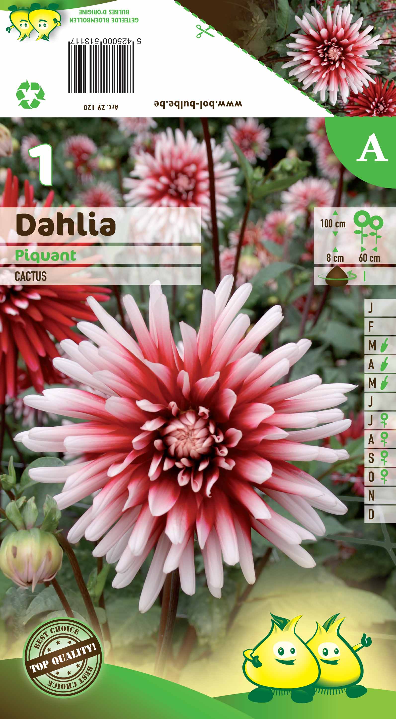 vrac CACTUS DAHLIA PIQUANT