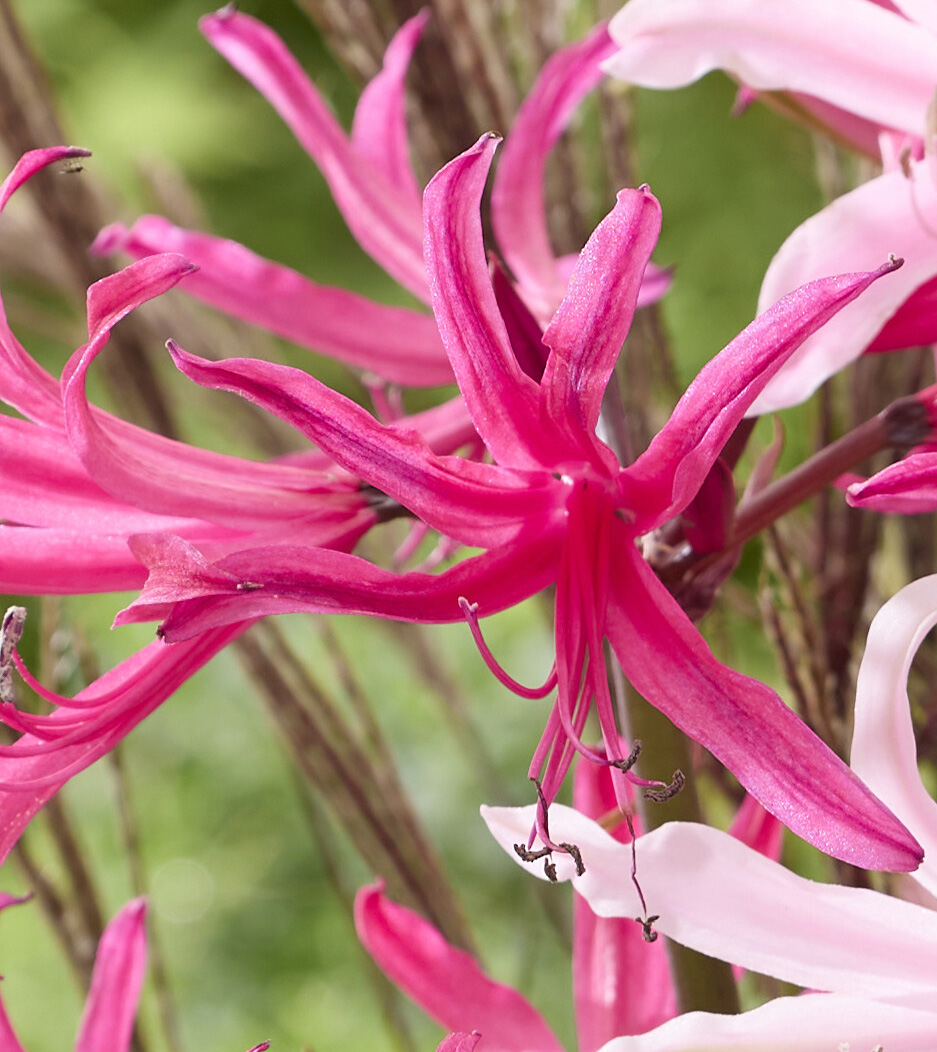 Amarine belladiva 'Anastasia':