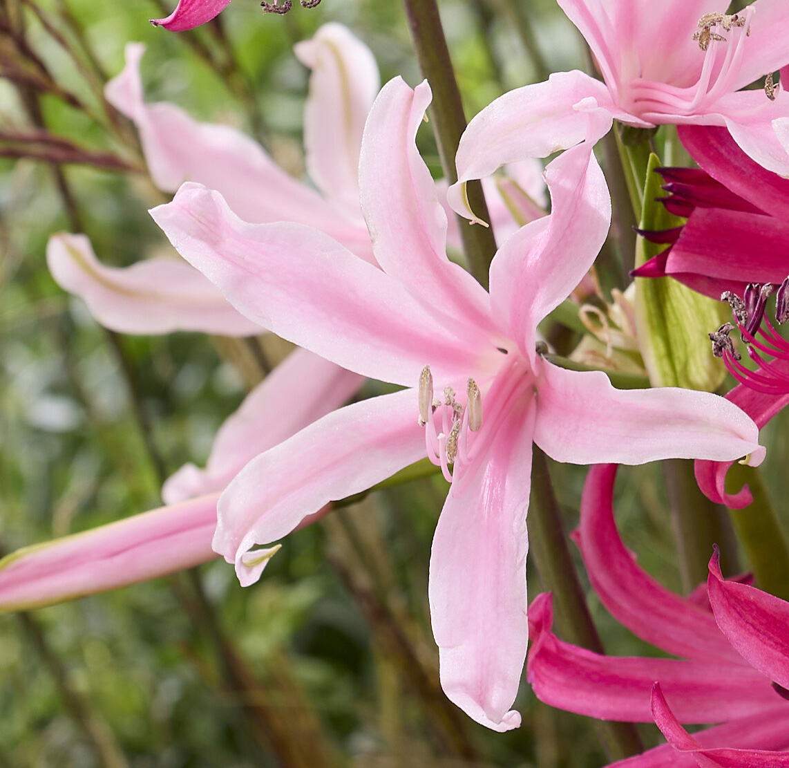 Amarine belladiva 'Aphrodite