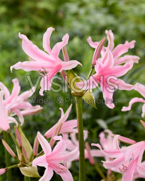 Amarine belladiva 'Emanuelle':