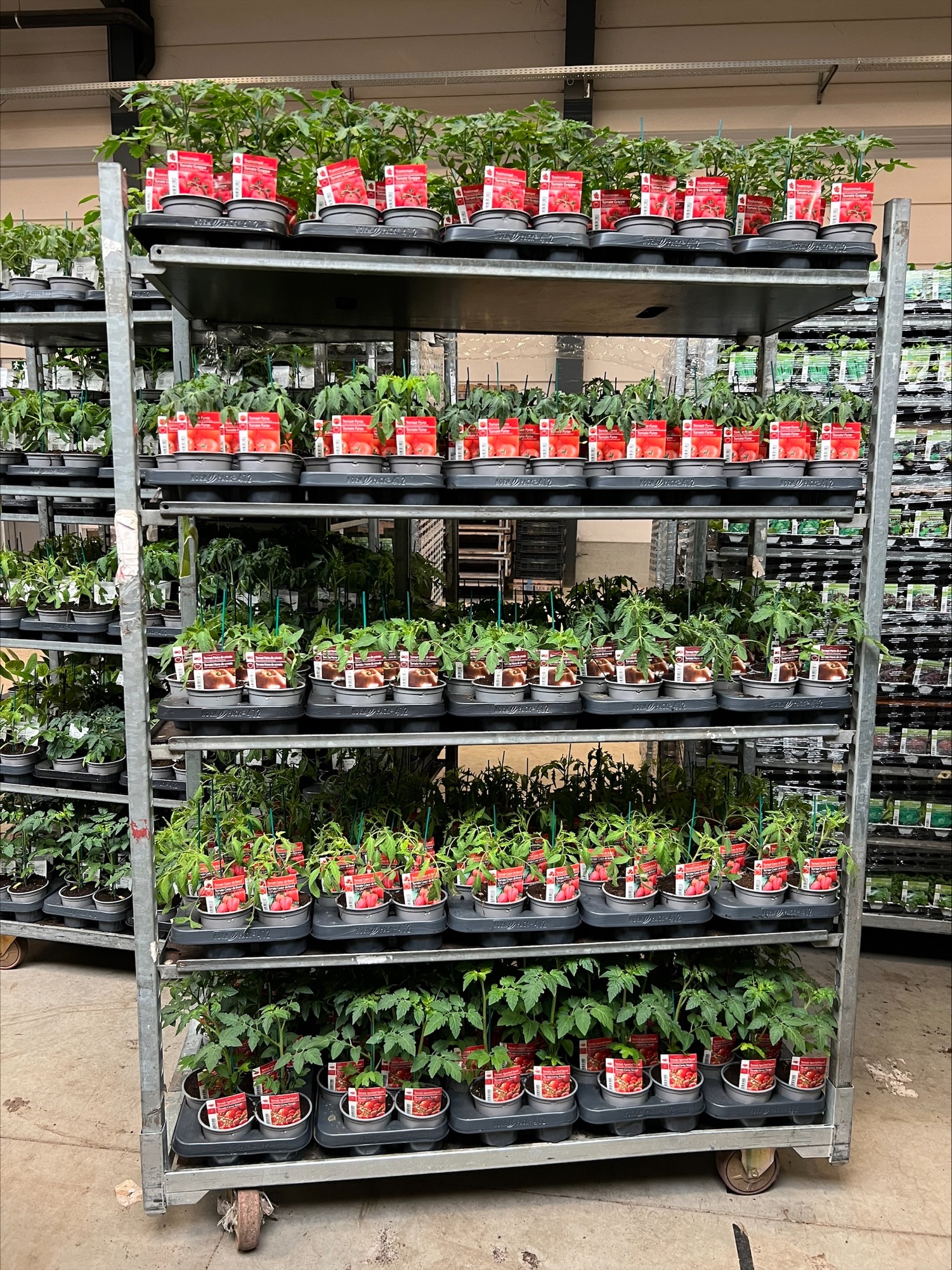 KAR 1 - TOMAAT BASIS  25 TRAY 12 PLANTEN