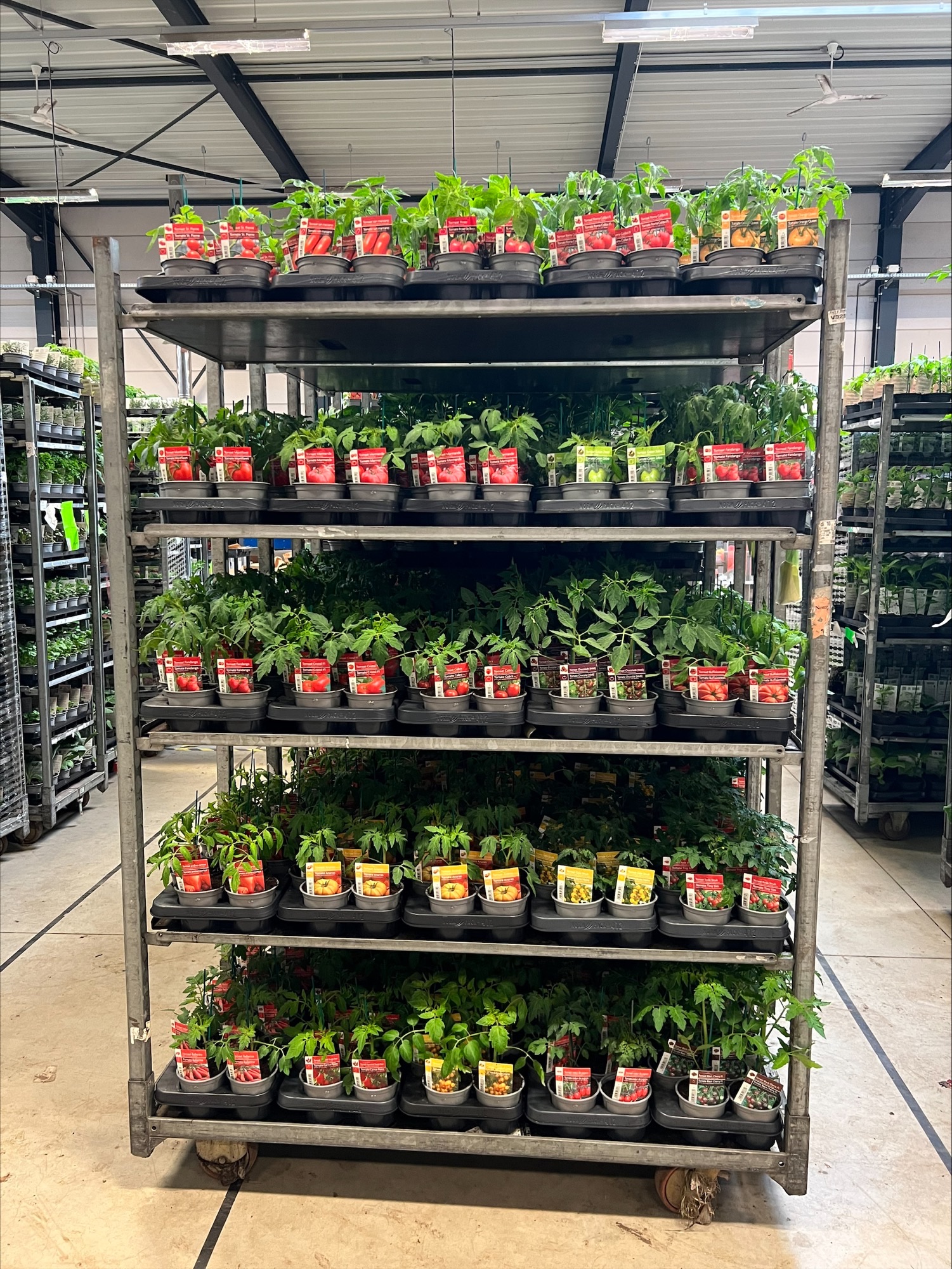 KAR 2 - TOMAAT AANVULLEND  25 TRAY 12 PLANTEN