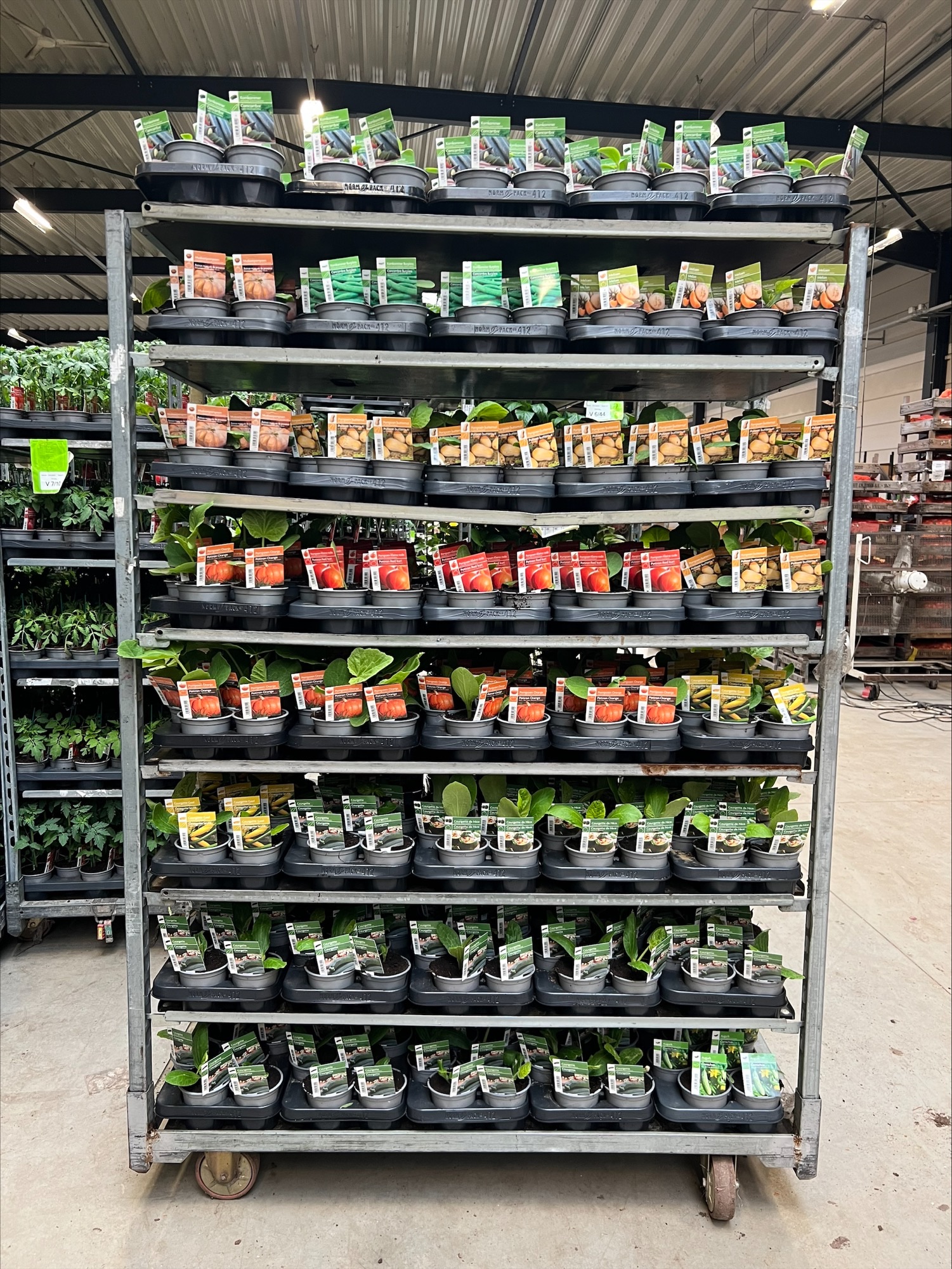 KAR 4 - VRUCHTGROENTEN 40 TRAY 12 PLANTEN