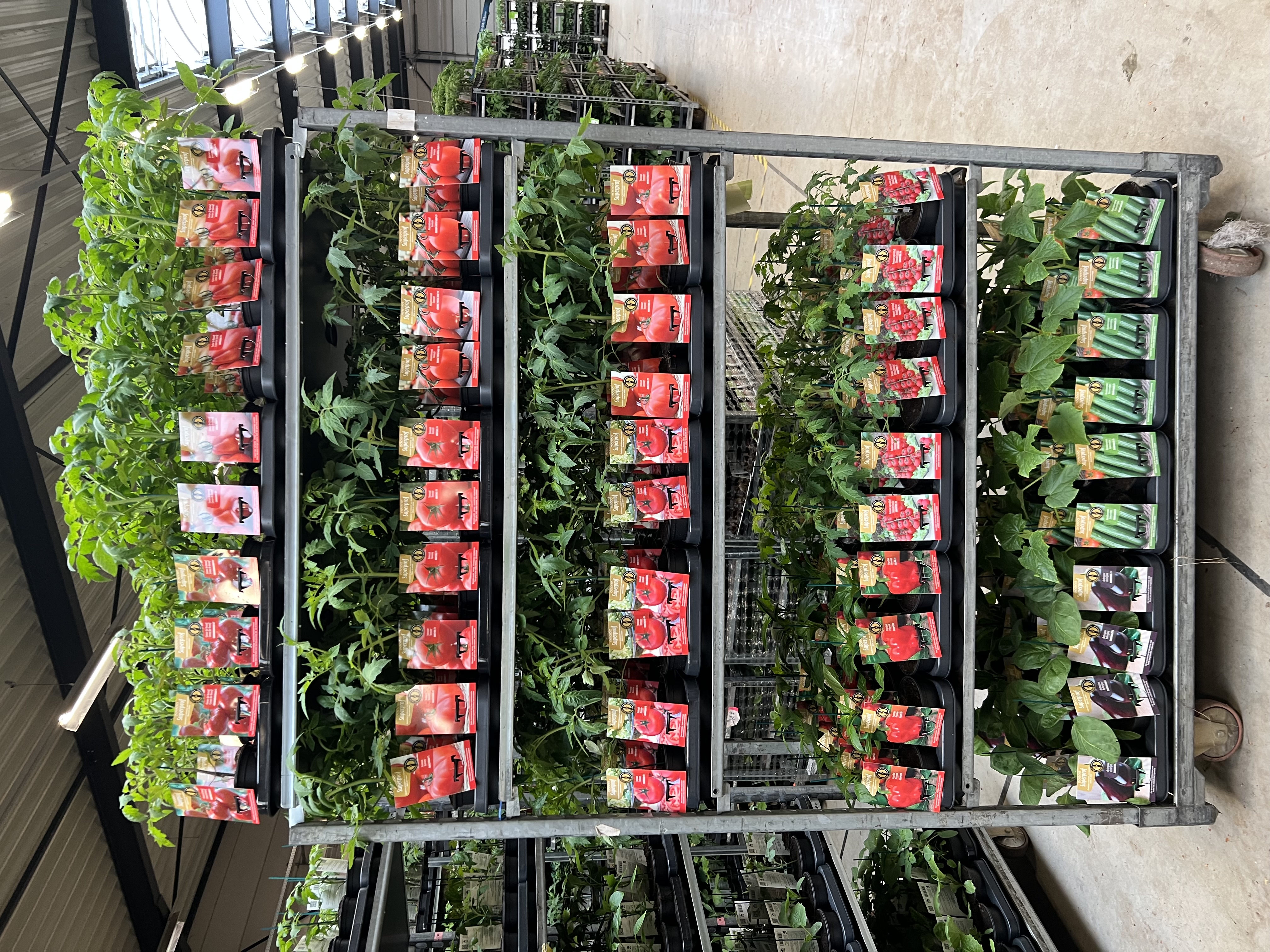 KAR 6 - SUPERPROF GEENTE 25  TRAY 8 PLANTEN