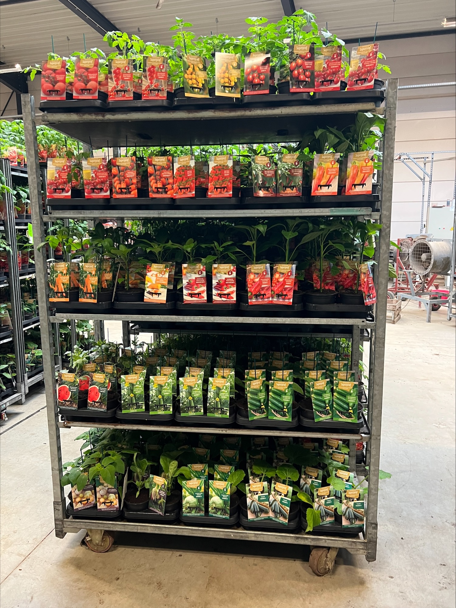 CC 7 - SUPERPROF   25  TRAY 8 PLANTES