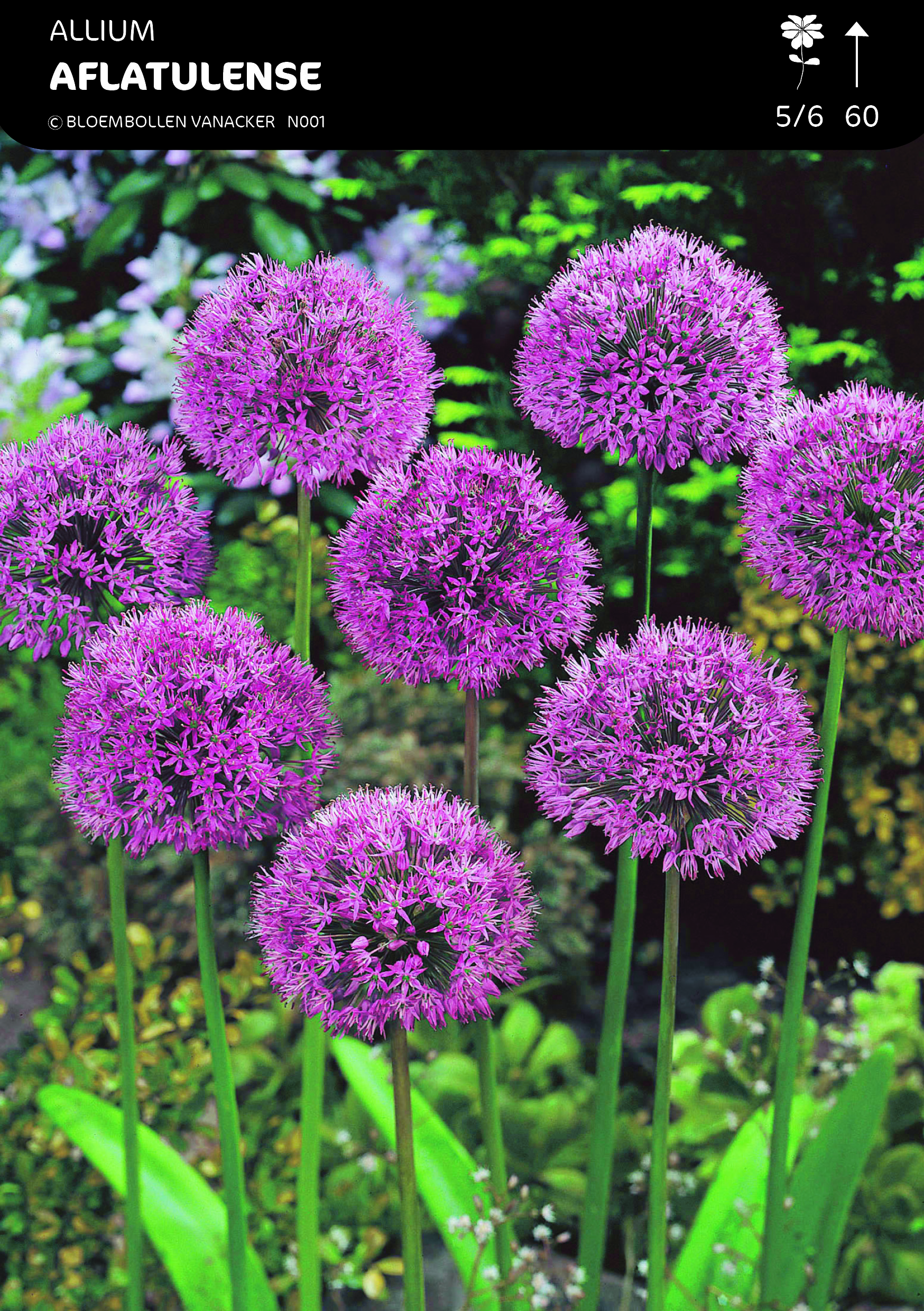 SHOWDOOS ALLIUM 5*50