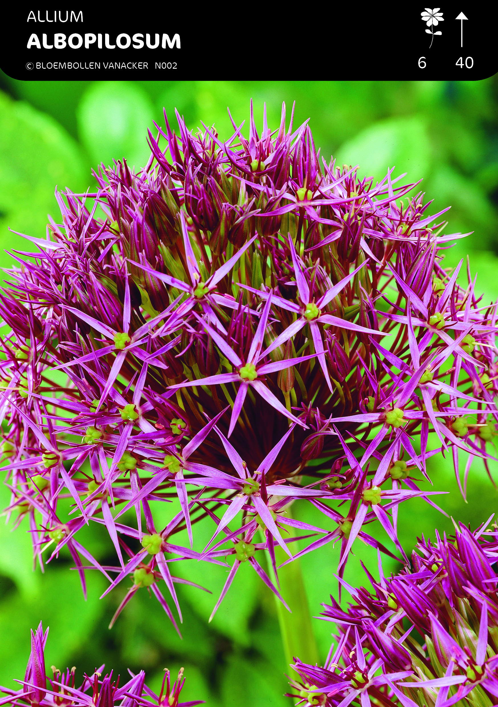 SHOWBOX ALLIUM 5*50