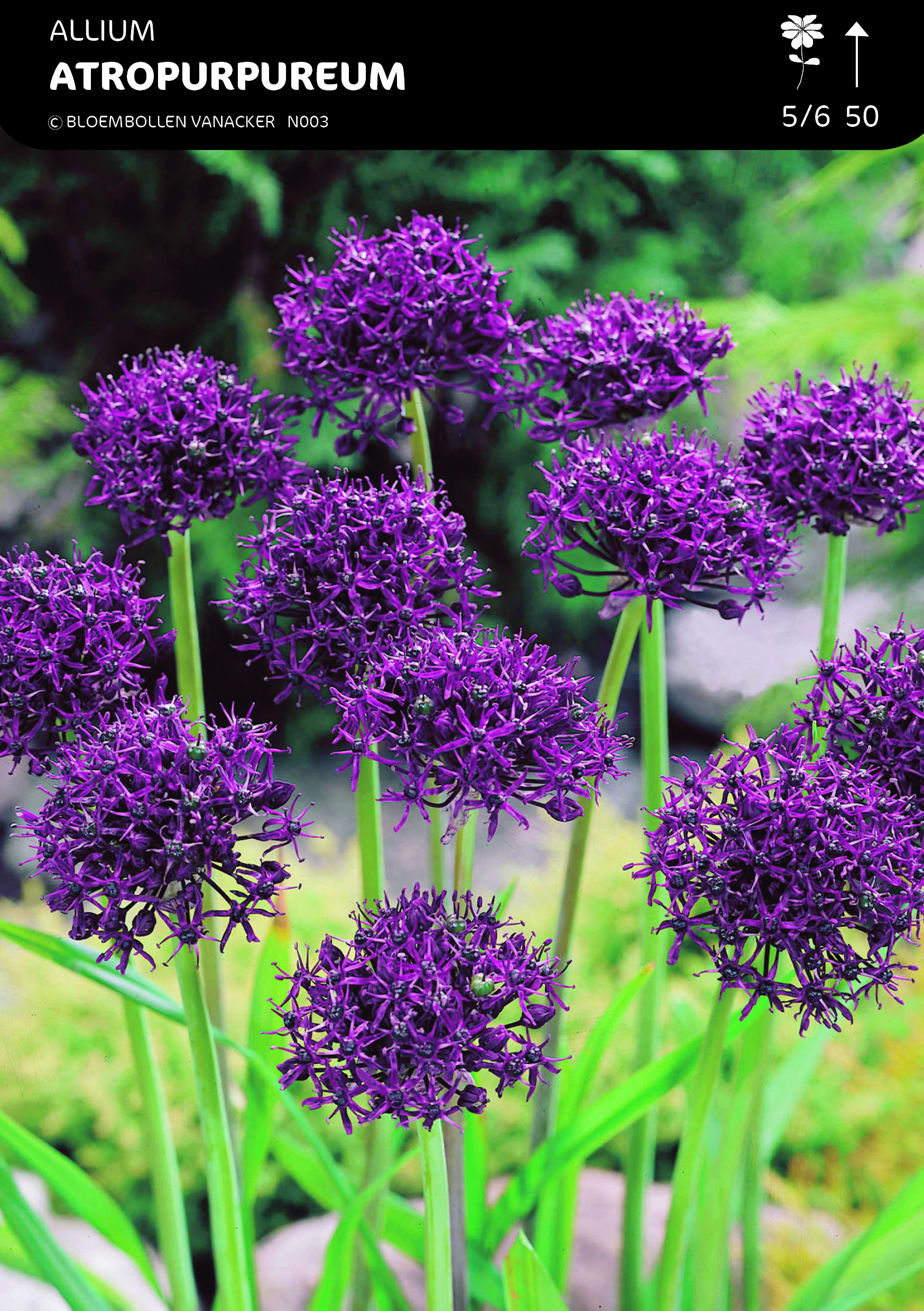 SHOWBOX ALLIUM 5*50