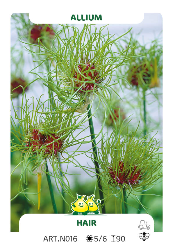 Allium Hair