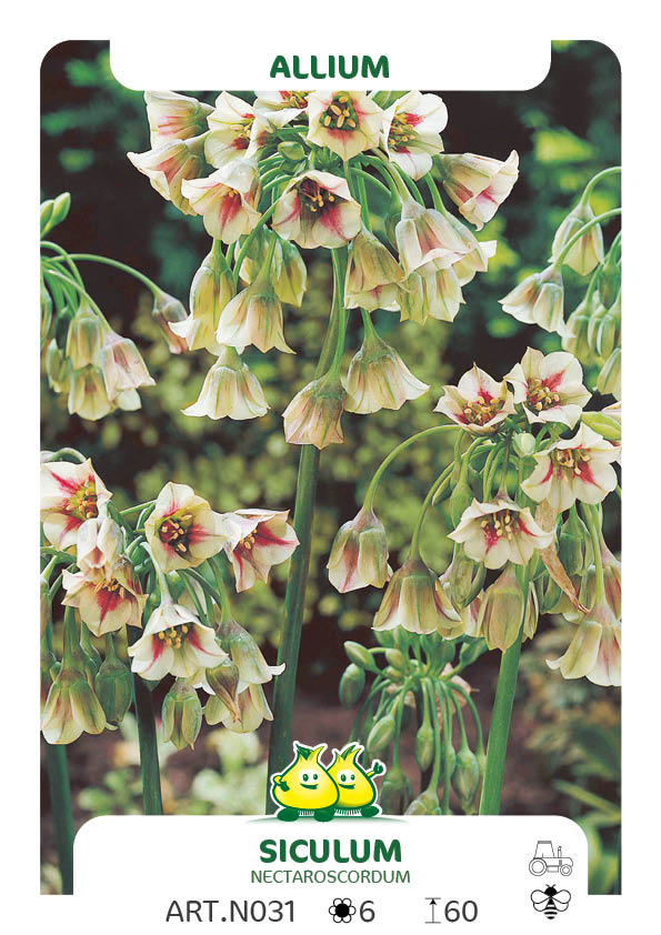 Allium Siculum - Nectaroscordum