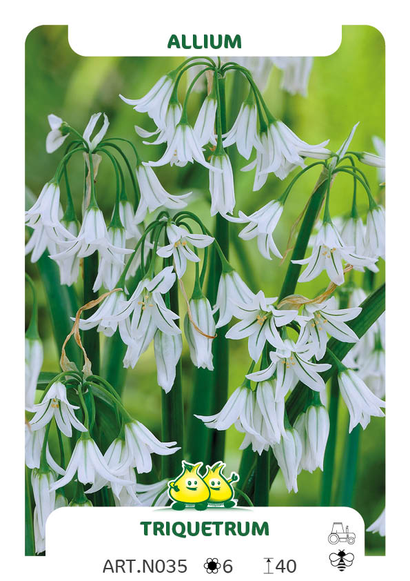 Allium Triquetum