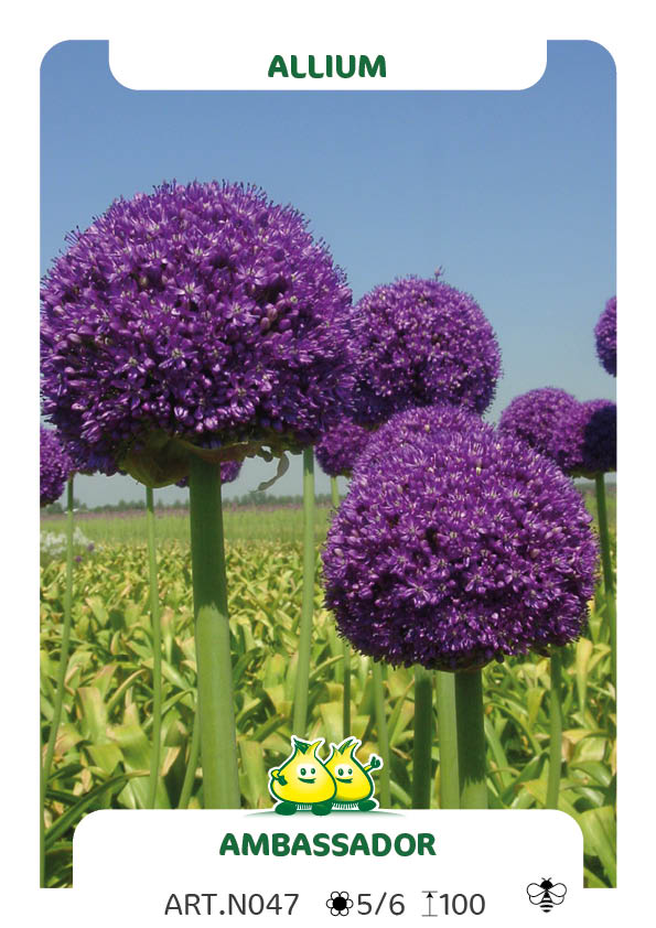 Allium Ambassador  XXL
