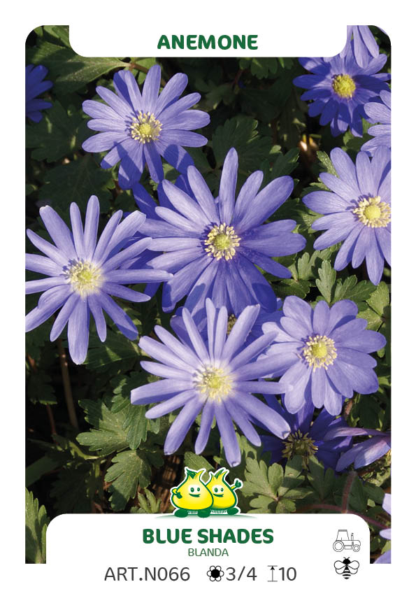 Anemonen Blanda Bleu Shaades