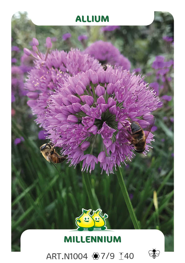 Allium Millenium (disponible octobre)