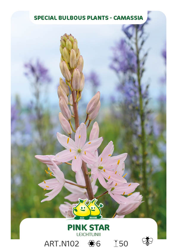 Camassia Leichtlinii Pink Star