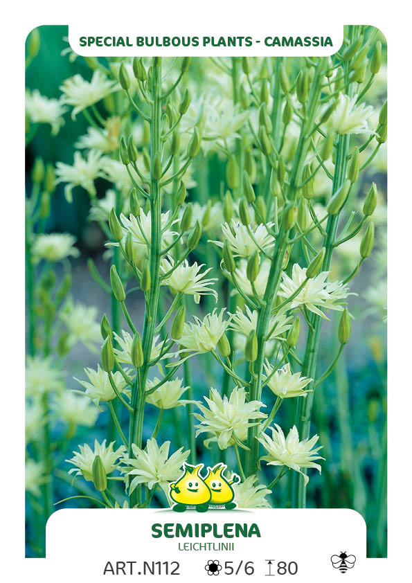 Camassia Leichtlinii Semiplena