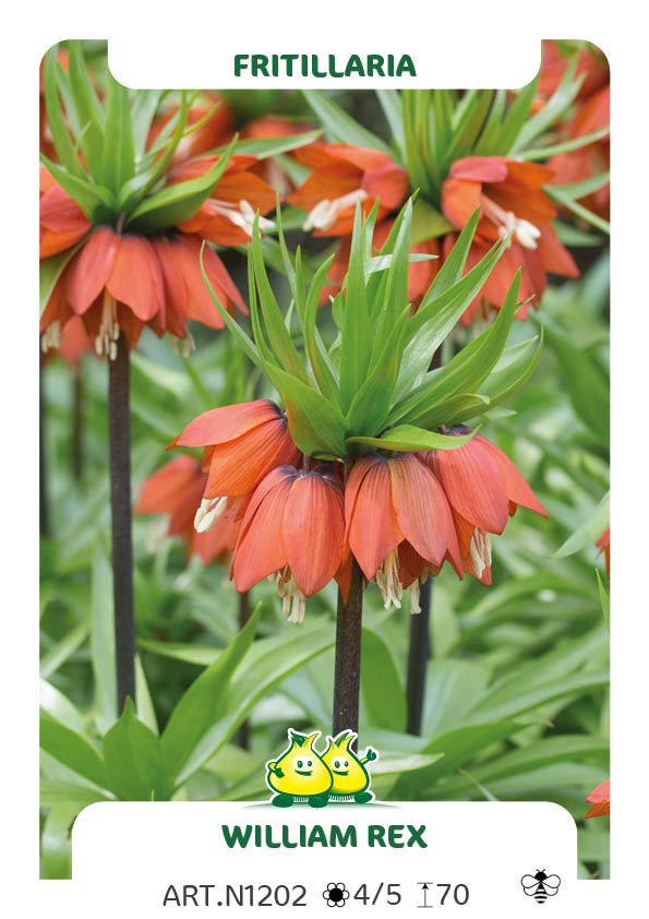 Fritillaria William Rex