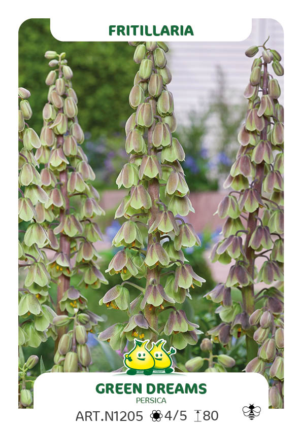 Fritillaria Persica Green Dream
