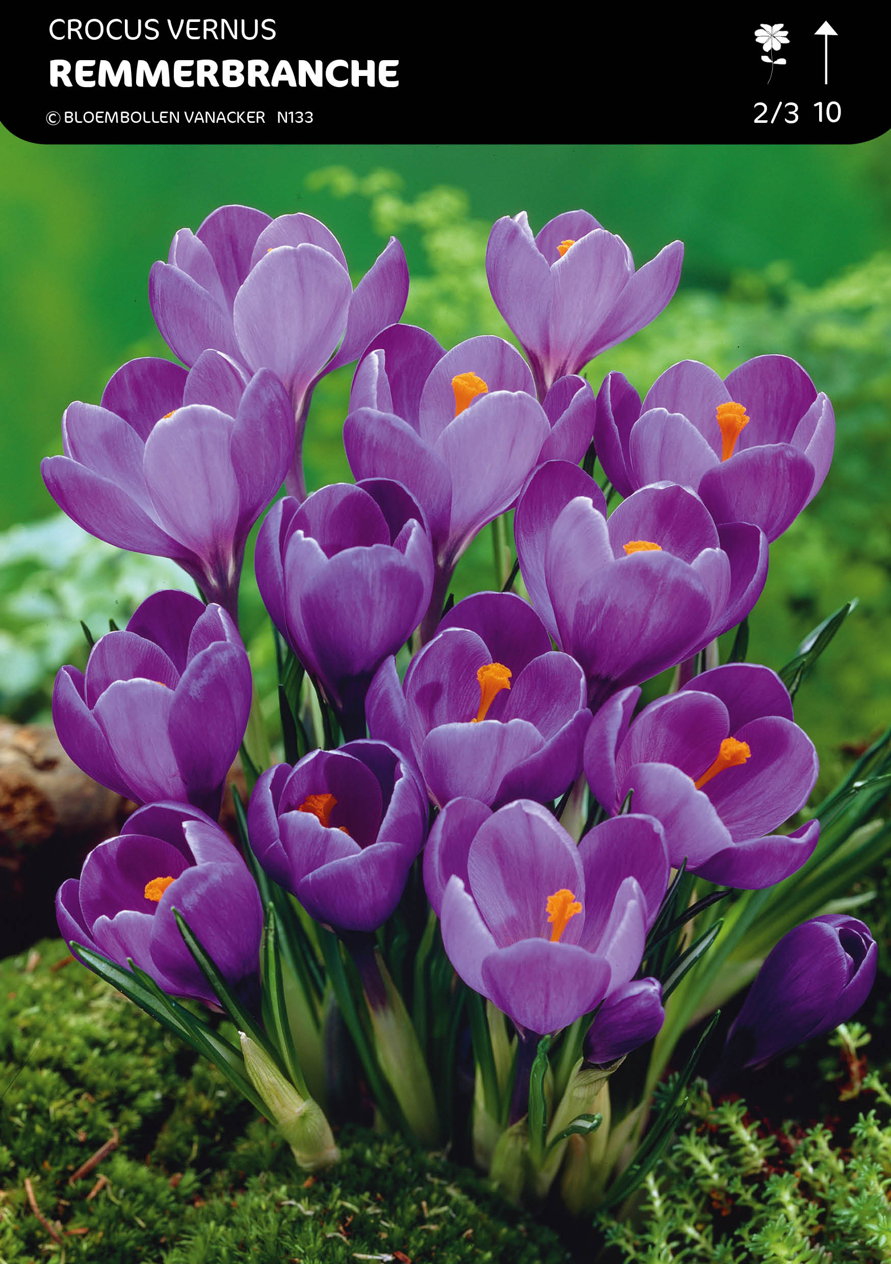 SHOWDOOS CROCUS 5 * 100