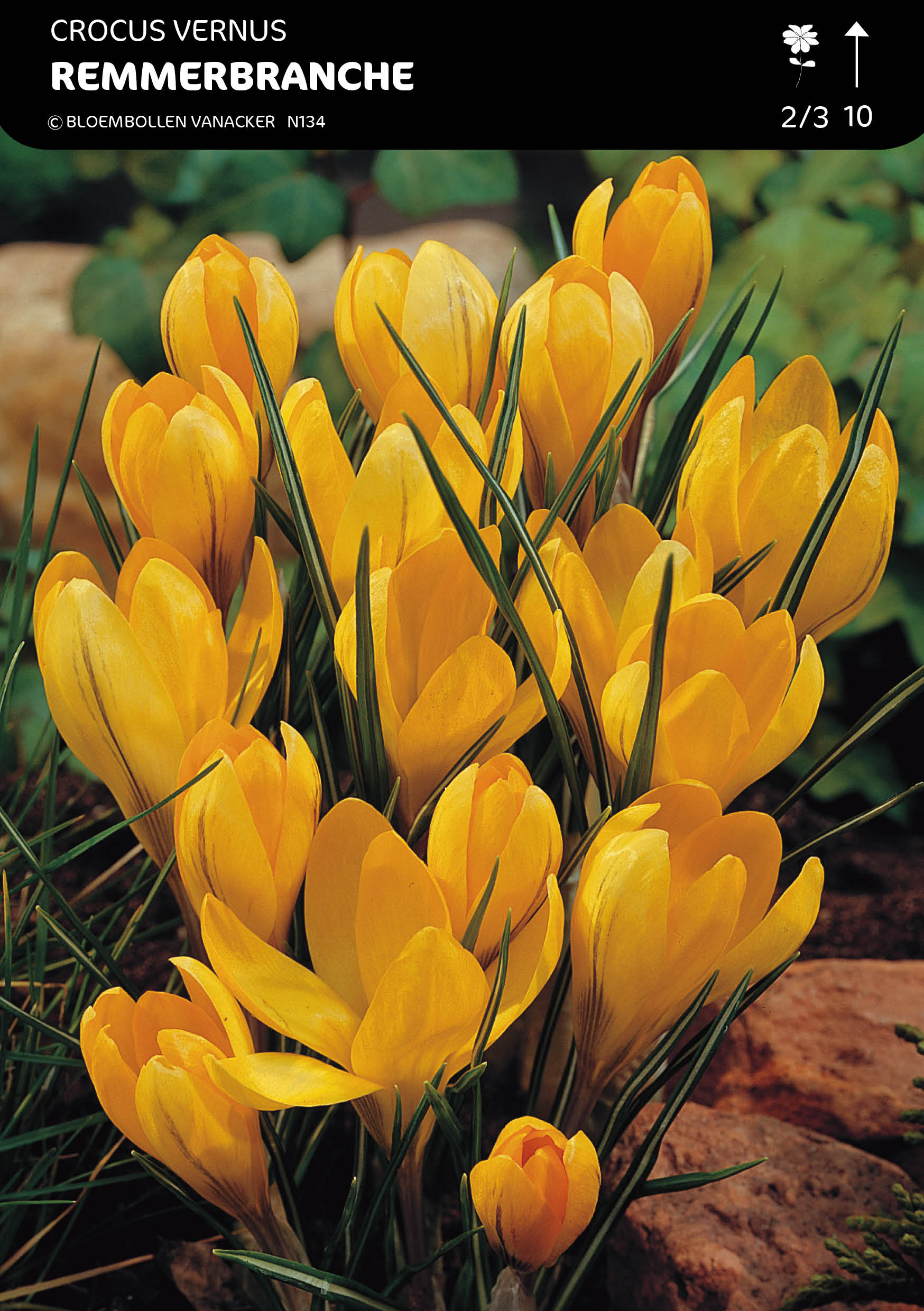 SHOWDOOS CROCUS 5 * 100