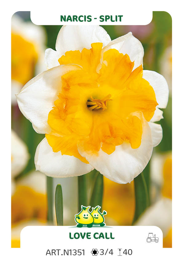 Narcis Love Call