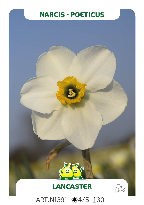 Narcis Lancaster