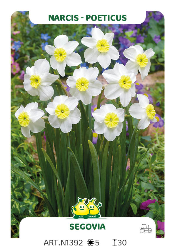 Narcis Segovia