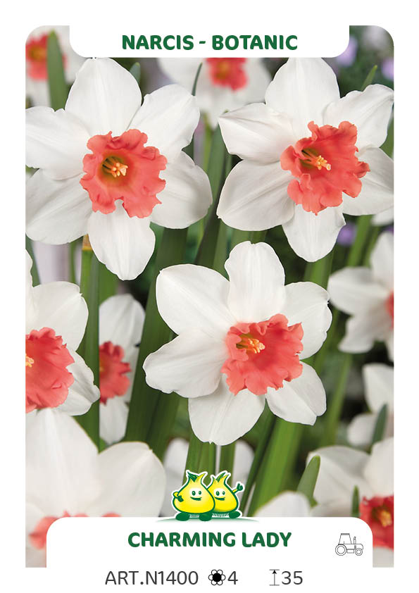 Narcis Charming Lady