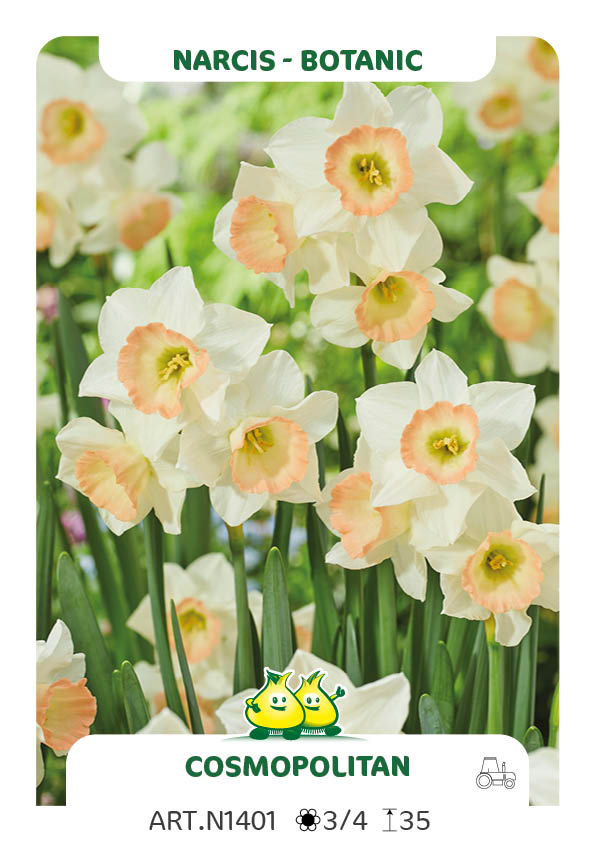 Narcis Cornish King