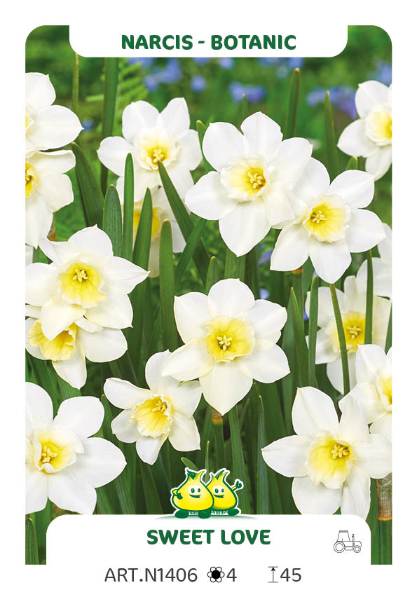 Narcis Sweet Love