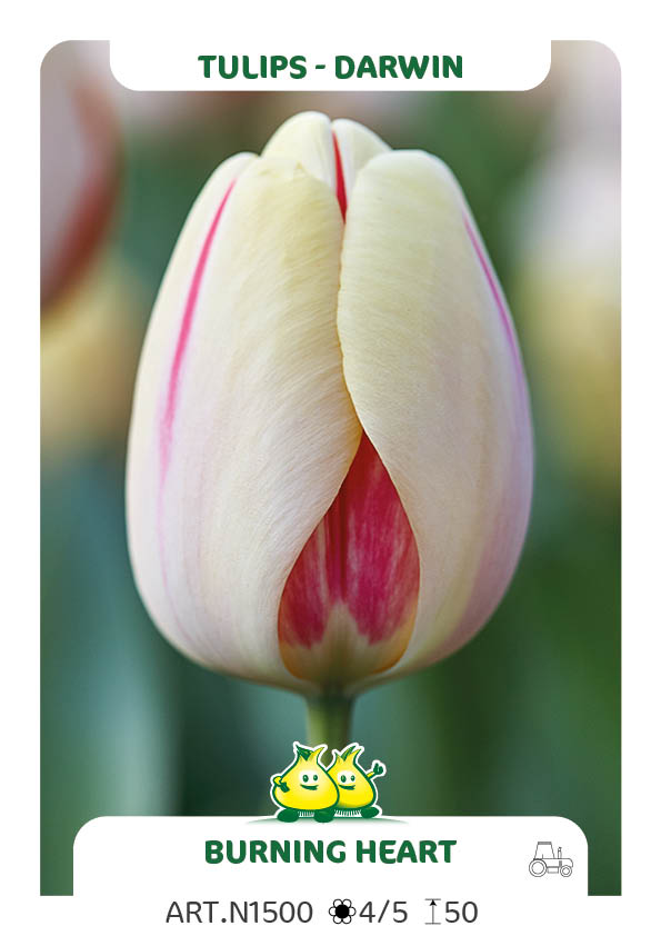 Tulpen Burning Heart