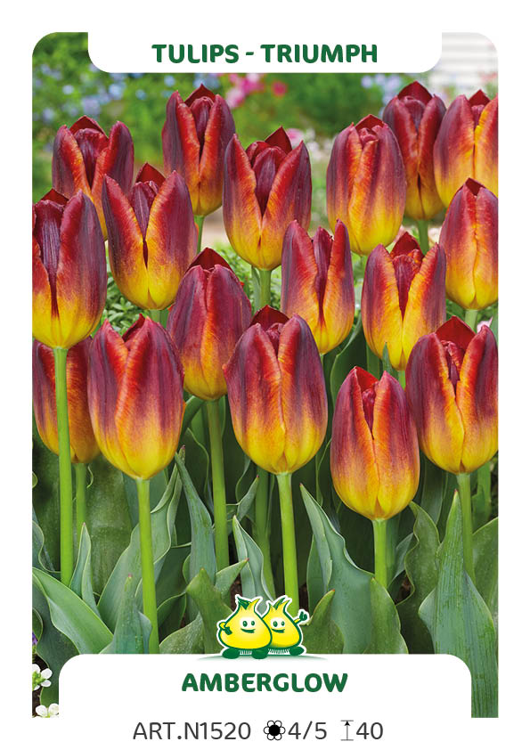 Tulpen Amberglow