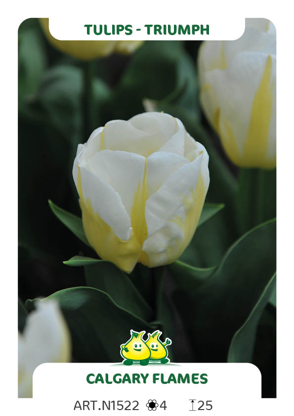 Tulpen Calgary Flame