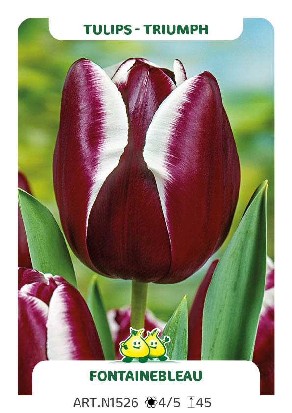 Tulpen Fontainbleau