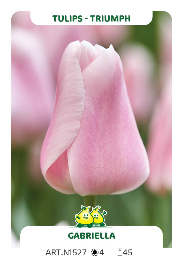 Tulpen Gabriella